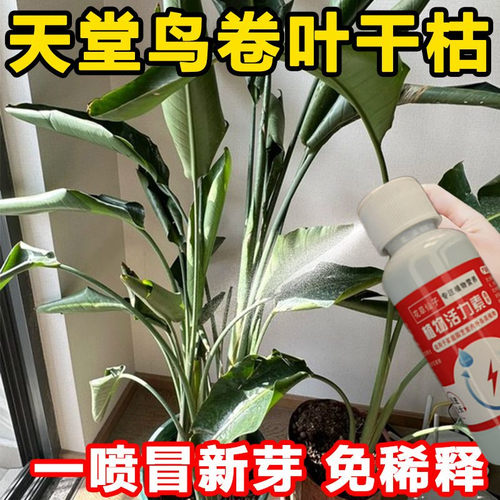 天堂鸟肥料专用营养液家用盆栽营养液急救黄叶卷边开裂花肥大型绿