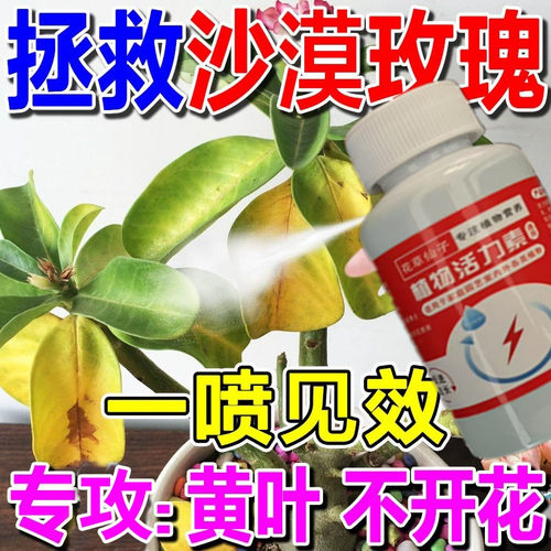 【免稀释】沙漠玫瑰免稀释营养液专用肥不开花掉叶子促生长养护