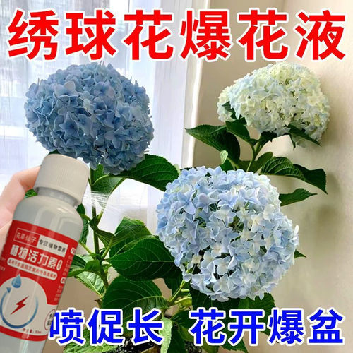 绣球花专用肥料黑斑病营养液炭疽白粉黄叶卷叶病害叶子发白调蓝剂