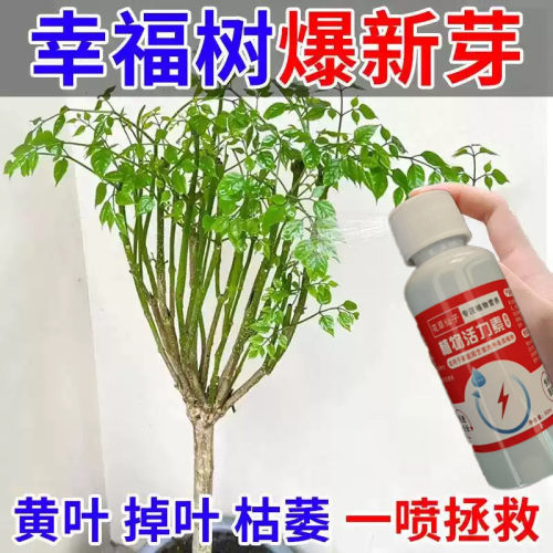 【叶枯急救】幸福树营养液防枯枝落叶促新芽生根壮苗免稀释专用肥