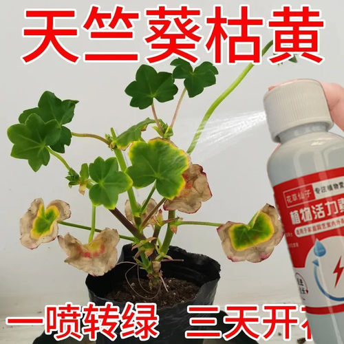 天竺葵有机家用营养液不开花新叶变白变黄烂根催绿专用肥催花剂