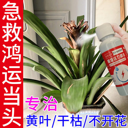 【免稀释液】爆花营养液鸿运当头专用肥促开花延迟花期不黄叶烂根