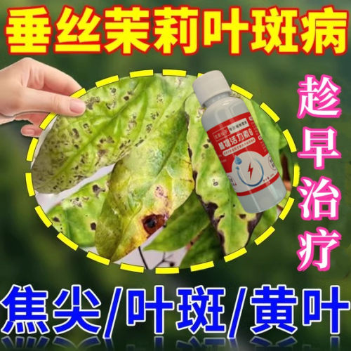 垂丝茉莉专用药叶子发黄叶黑叶尖黑斑病焦尖专用肥叶斑杀菌营养液