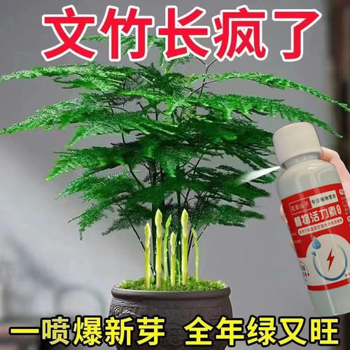 文竹通用肥免稀释营养液防止黄叶枯叶烂根掉须微量元素绿植营养液
