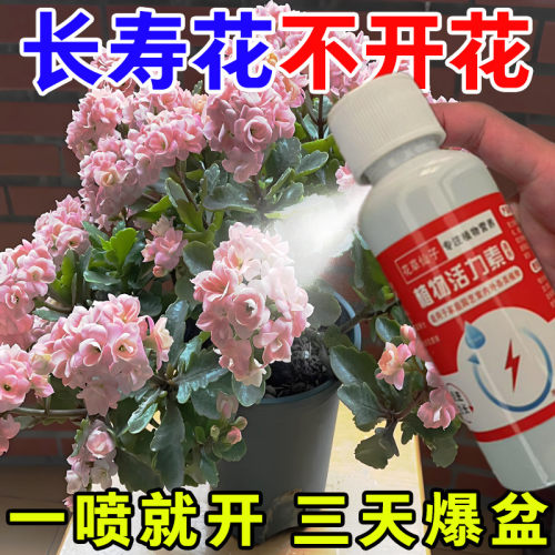 【爆棚】长寿花营养液促开花延花期长花苞防掉苞黄叶长寿花专用肥