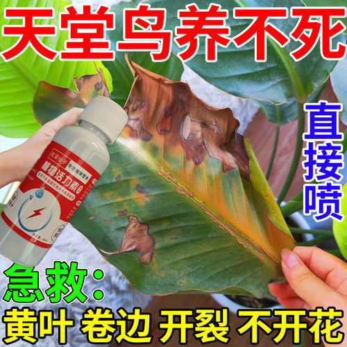 天堂鸟专用营养液急救黄叶烂叶卷边黑斑病叶面肥料通用