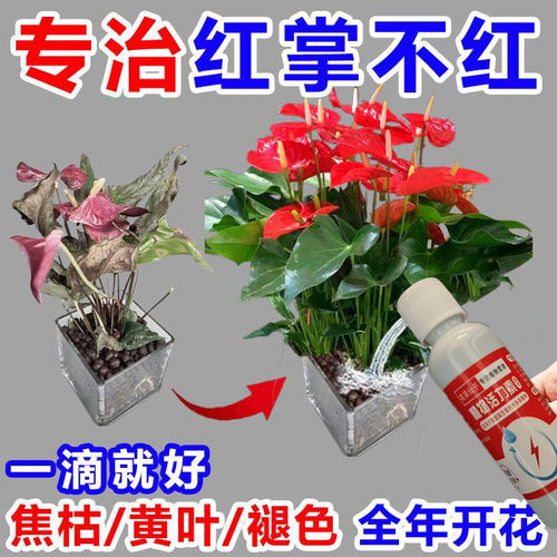 红掌专用肥料营养液一帆风顺营养液红掌专用营养液白掌肥料
