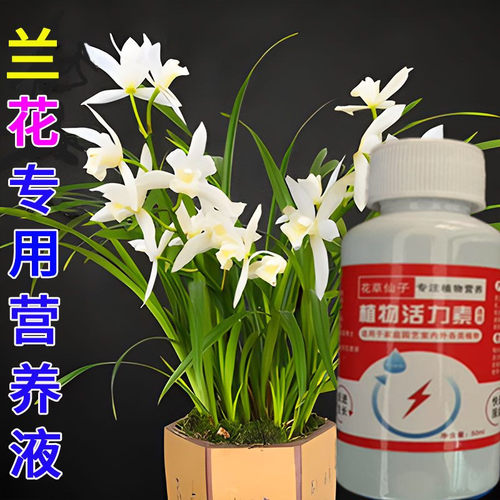 兰花黑斑病专用杀菌剂救黄叶焦尖枯叶子发黑软腐病烂根爆根剂肥料