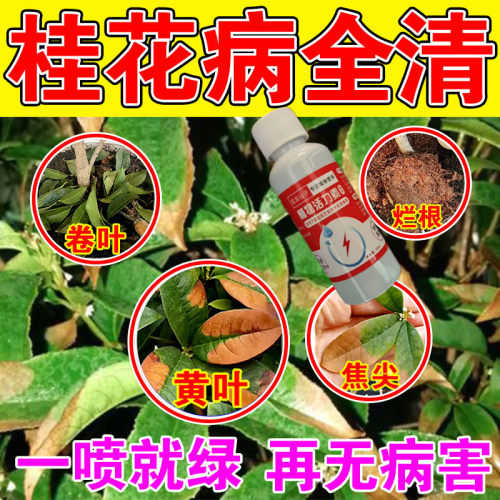 【拯救黄叶】桂花树专用营养液叶子发黄枯萎不开花催花有机水溶肥
