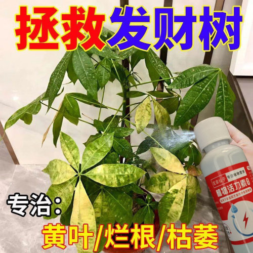 发财树专用营养液绿植专用肥料催芽防黄叶烂根一喷绿植通用营养液