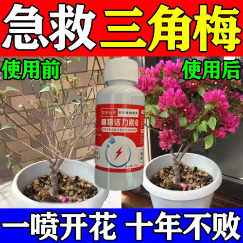 【复活液】三角梅专用肥营养液增肥增绿室内不开花花期短黄叶掉叶