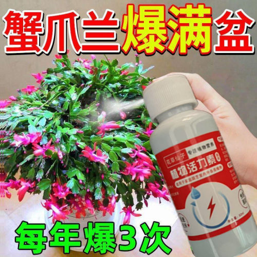 水培植物营养液蟹爪兰急救】蟹爪兰专用肥料蟹爪兰发蔫枯萎烂根烂