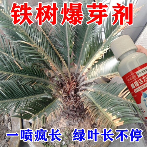 铁树专用肥料营养液叶子发黄专用肥促开花发芽一喷绿通用型液体肥