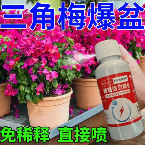 三角梅专用营养液家用盆栽养花种花卉绿植物水培土培通用肥料