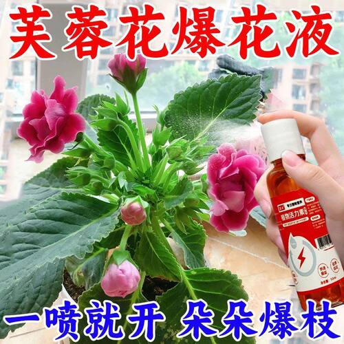 花开不断】芙蓉花营养液通用型促开花增花苞防掉苞防黄叶延长花期