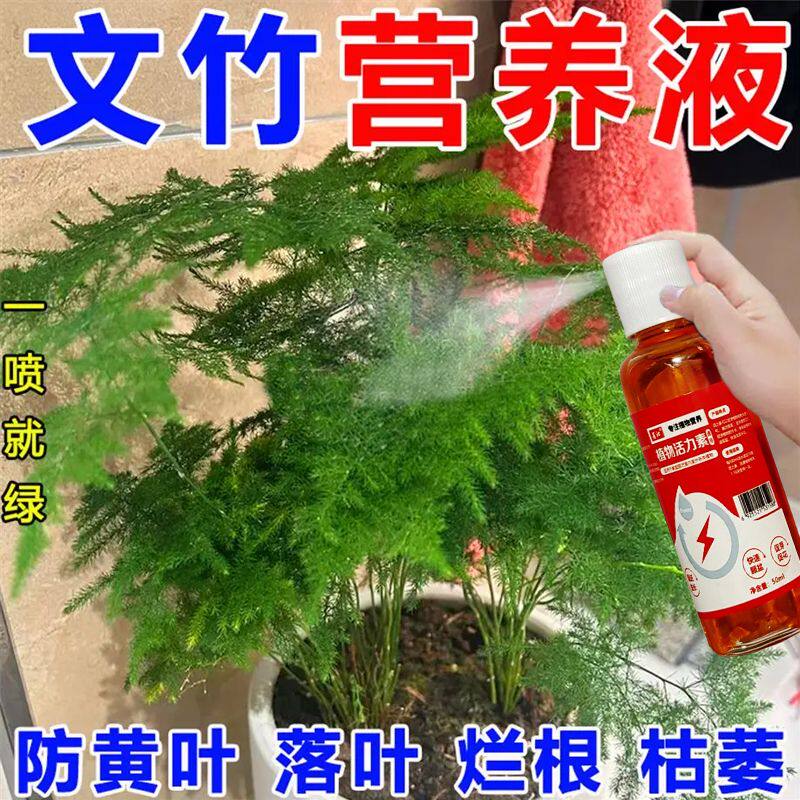 【一喷常绿】文竹营养液专用肥治叶子发黄干尖枯瘦烂根落叶促生长
