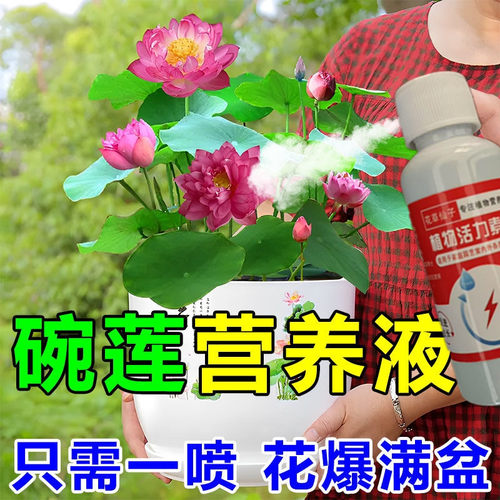 【高效】碗莲营养液专用防黄叶发黑烂叶催芽促开花增肥专用液体肥