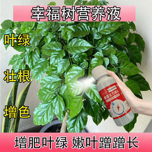幸福树专用肥料急救掉叶子营养液落叶发黄开花烂根药怎么养