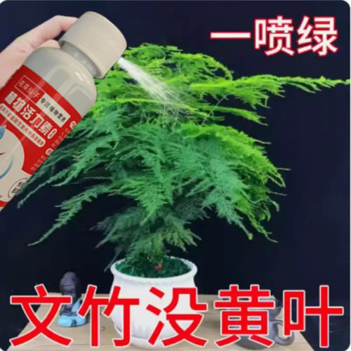 【一滴爆芽】文竹活力素专用肥治叶子发黄枯瘦干尖烂根落叶促生长