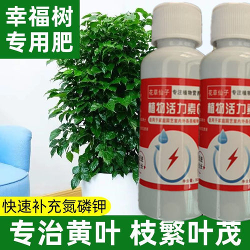 幸福树爆芽素复活液防黄叶叶子干枯落叶营养液叶斑病黑斑专用肥料