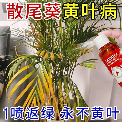 散尾葵营养液专治黄叶防干尖防烂根枯萎落叶杆径黄一喷绿专用肥
