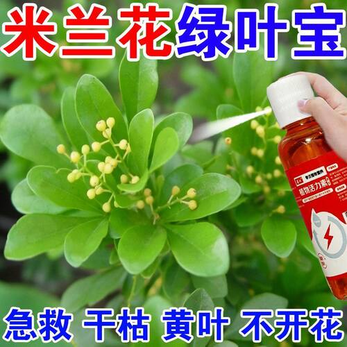 【绿叶宝】米兰营养液通用型防黄叶促开花四季米兰促生根营养液