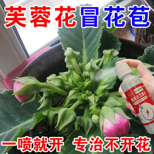 花开不断】芙蓉花营养液通用型促开花增花苞防掉苞防黄叶延长花期