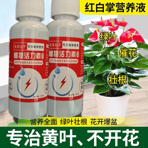 【巨好用】红掌一帆风顺专用营养液黄叶烂根干枯促开花免稀释花肥