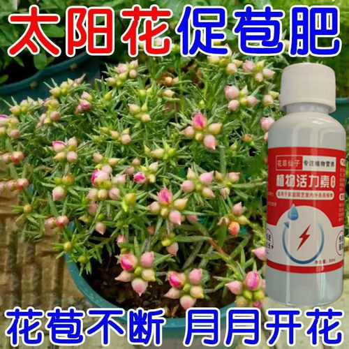 太阳花肥料太阳花专用肥营养液花肥催花开延长花期盆栽向日葵通用