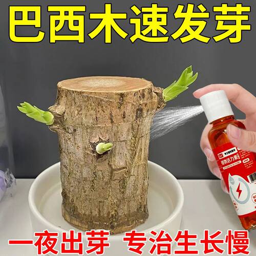 巴西木营养液专用生长液催芽促芽助开花叶子发黄去黄直喷液体肥料
