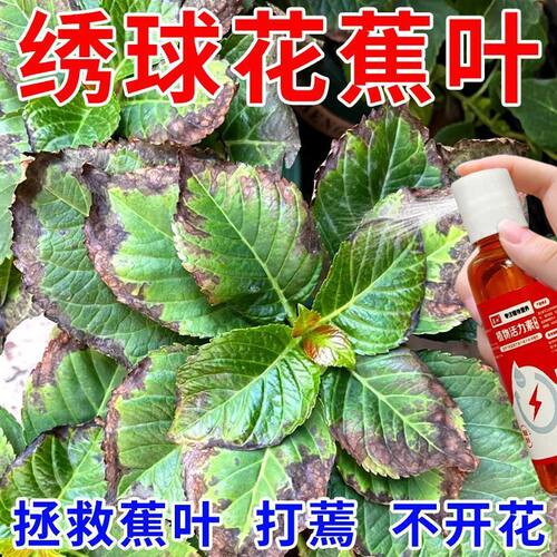 急救】绣球花专用营养液防焦叶打蔫闷根不开花延花期新型肥