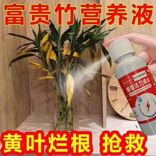水培富贵竹专用营养液土培植物带根肥生根叶子发黄肥料黄叶生长液