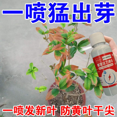 桂花枯叶病黄叶焦叶斑杀菌复活促开催花剂牡丹月季专用肥料营养液