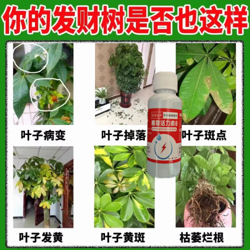 发财树专用营养液绿植专用肥料催芽防黄叶烂根一喷绿植通用营养液