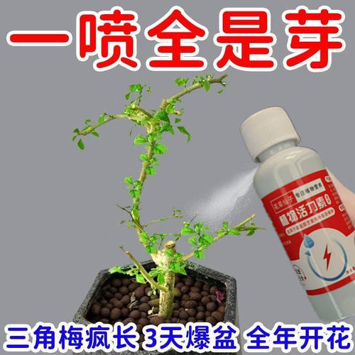 免稀释三角梅专用营养液肥料开花专用肥促花爆花冒花肥黄叶营养肥