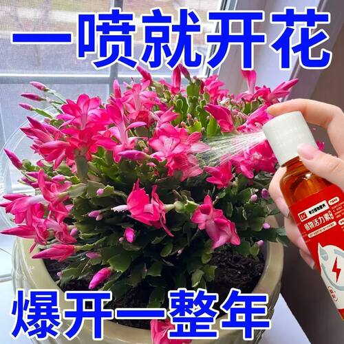 蟹爪兰专用肥四季开花花肥营养液促花苞防黄叶烂根懒人肥料