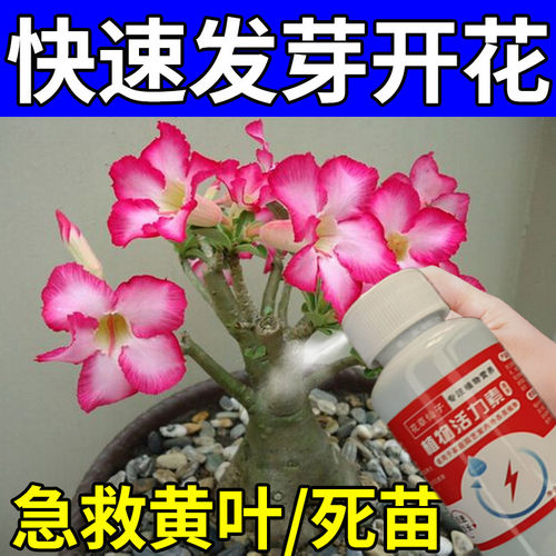 沙漠玫瑰营养液防黄叶干尖不开花花开不败专用肥料