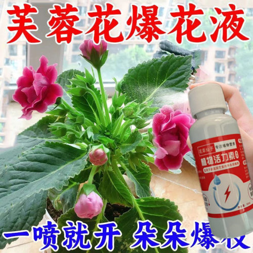 花开不断】芙蓉花营养液通用型促开花增花苞防掉苞防黄叶延长花期