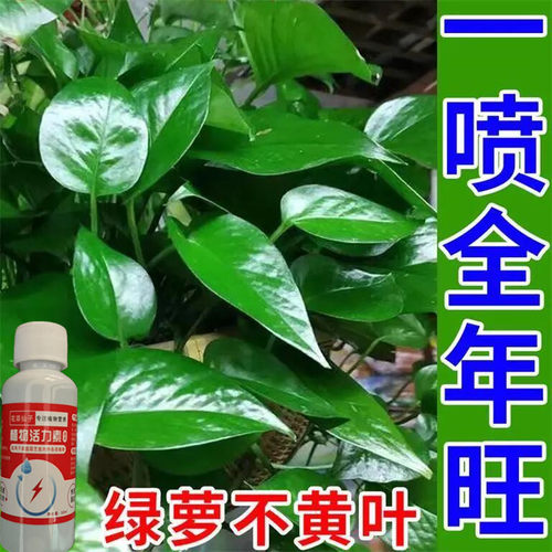 【急救】绿萝营养液水培肥料专用叶子发黄烂根催新芽免稀释新型肥