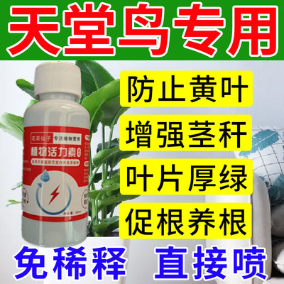 天堂鸟营养液专用肥治黄叶卷边烂根急救家用盆栽鹤望兰花肥料养护
