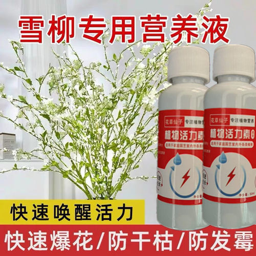 【一喷花开】雪柳营养液水养干枝促发芽开花枯木逢春水培绿植肥料
