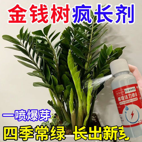 金钱树专用营养液叶子急救黄叶发黄枯萎稀释盆栽生根幸福树肥肥料