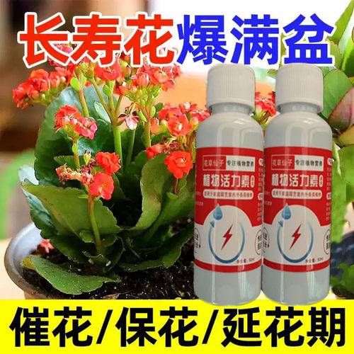【一喷就开花】长寿花营养液一喷促开花治黄叶增花蕾延花期免稀释