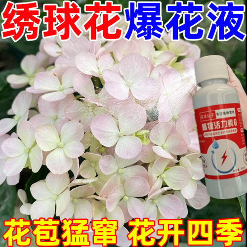 绣球花专用营养液家用盆栽养花种花卉绿植物水培土培通用肥
