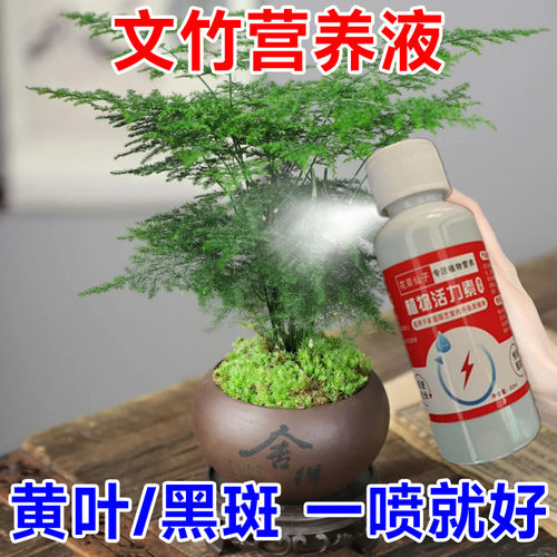 养花营养液文竹专用肥【云竹黄叶怎么办】治文竹根部腐烂枝叶脱落