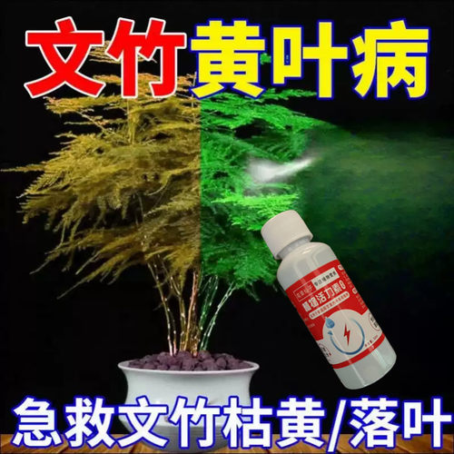 文竹专用肥营养液治叶子发黄枯瘦干尖烂根落叶营养液
