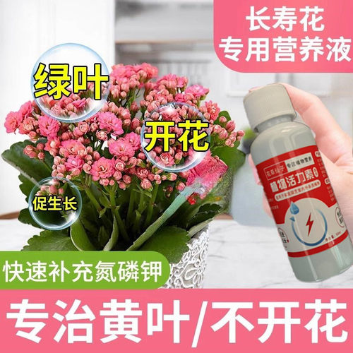 花草营养液通用【花开365天】长寿花营养液一喷促开花植物再生剂