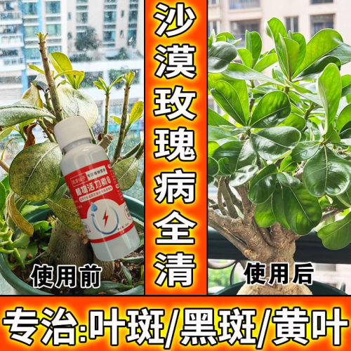 【枯枝发新芽】沙漠玫瑰营养液防黄叶干尖不开花花开不败专用肥料