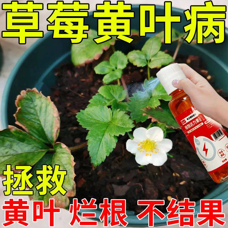 草莓肥料营养液家用盆栽有机肥料生长坐果期瓜果通用肥