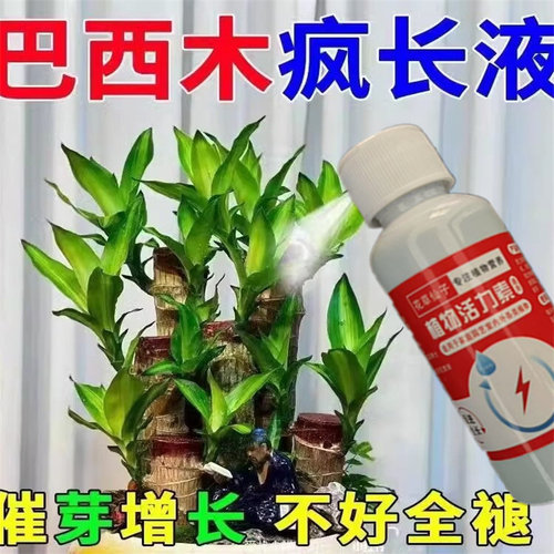 巴西木营养液专用肥料幸运木水培水养植物盆栽开花发芽生根液通用